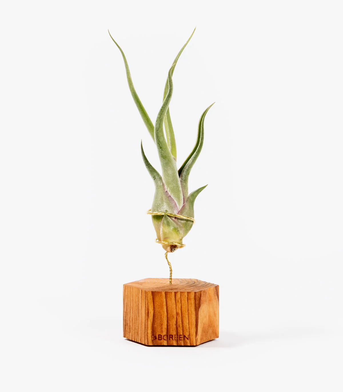 Planta De Aire Tillandsia Caput Medusae Con Hexágono De Madera