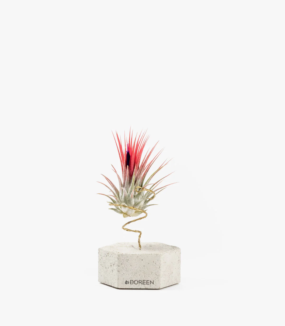 Planta De Aire Tillandsia Ionantha Con Hexágono De Hormigón