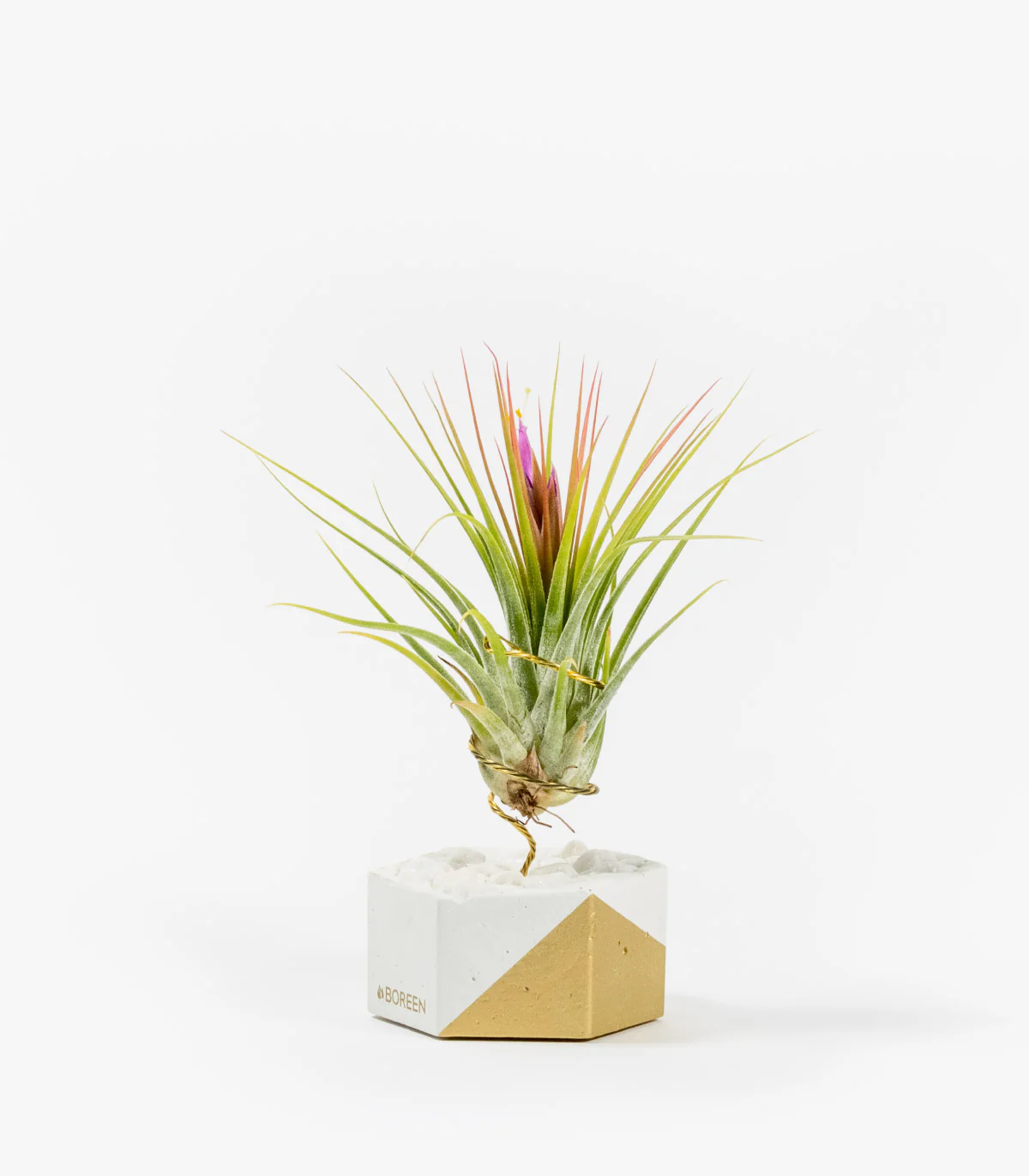 Planta De Aire Tillandsia Scaposa Con Hexágono De Cemento, Piedras Blancas Y Esquina Dorada