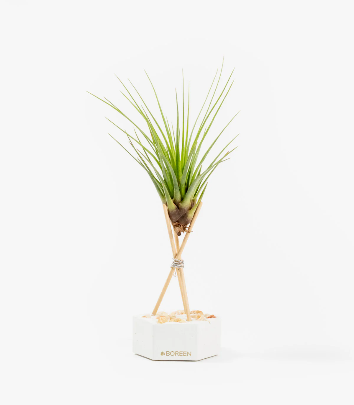 Planta De Aire Tillandsia Tricolor Con Hexágono De Cemento Varillas De Madera Y Piedras Rosadas