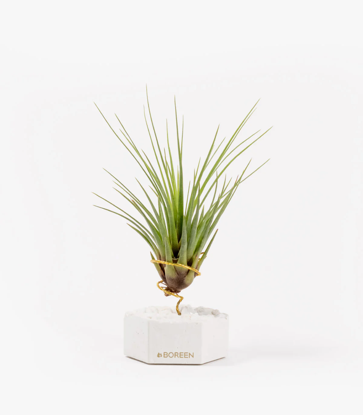 Planta De Aire Tillandsia Tricolor Con Hexágono De Cemento Y Piedras Blancas