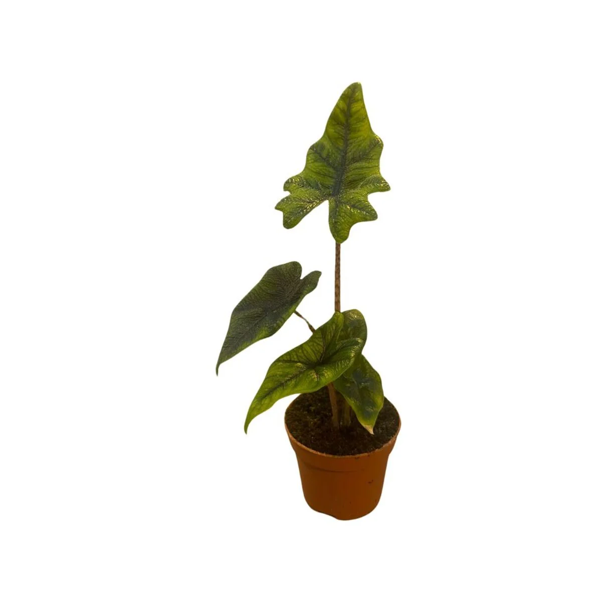 Planta Natural Alocasia 'jacklyn' 1 Ud Ø 6 Alt. 10