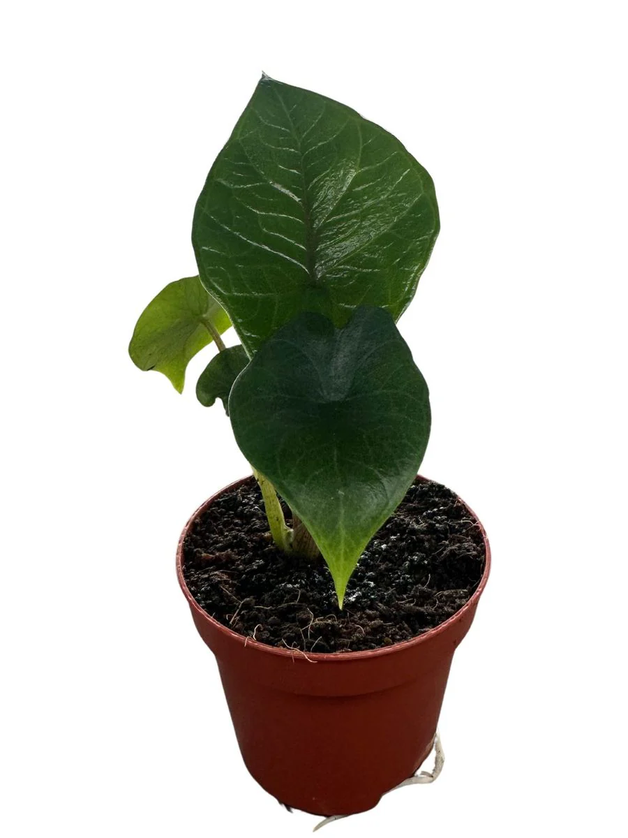 Planta Natural Alocasia Scalprum 1 Ud Ø 6 Alt. 10