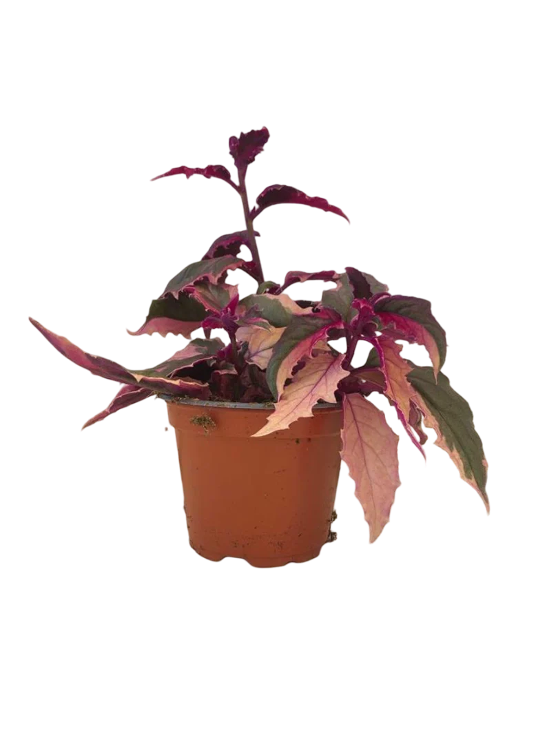 Planta Natural Gynura 'variegata' 1 Ud Ø 7 Alt. 5