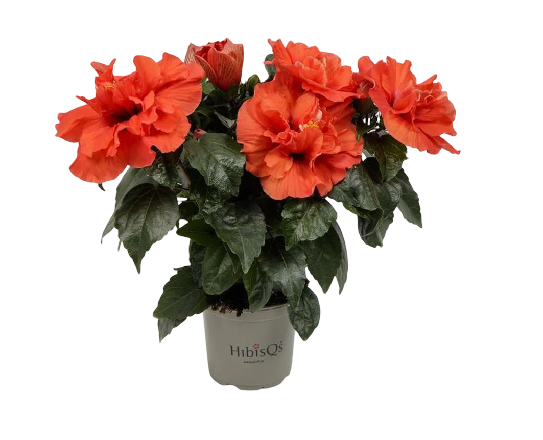 Planta Natural Hibiscus Hibiscus Rosa-sinensis 'adonicus Double Orange'ø 13 Alt. 27 - 37