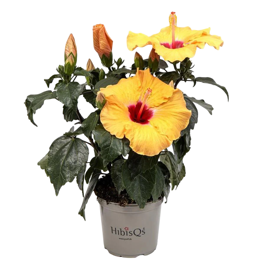 Planta Natural Hibiscus Rosa-sinensis 'adonicus Apricot'ø 13 Alt. 27 - 37
