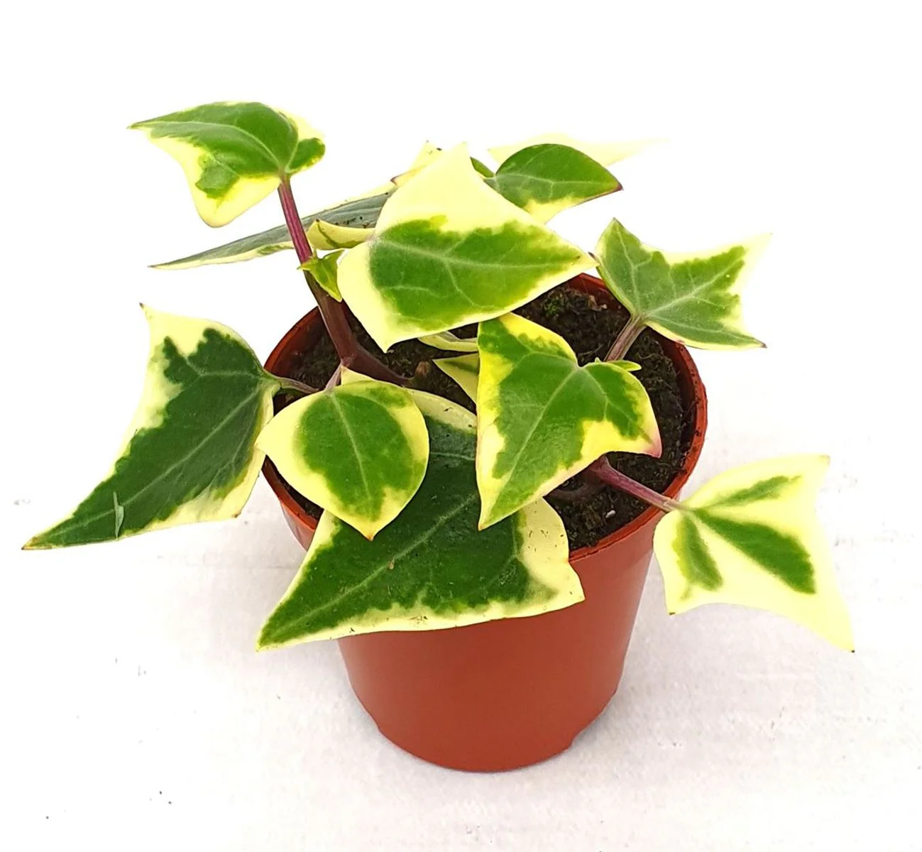 Planta Natural Hiedra suculenta Senecio Macroglossus 'variegatus' 1 Ud Ø 5.5 Alt. 11