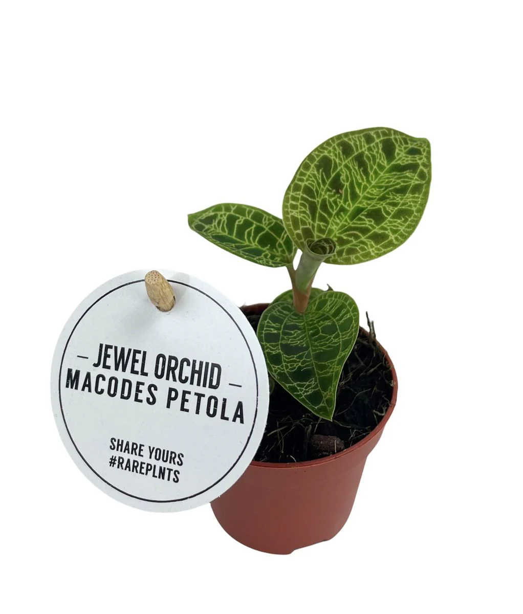 Planta Natural Macodes Petola 1 Ud Ø 6 Alt. 8