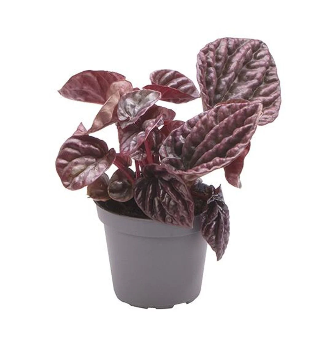 Planta Natural Peperomia Caperata 'red Luna' 1 Ud Ø 6 Alt. 10