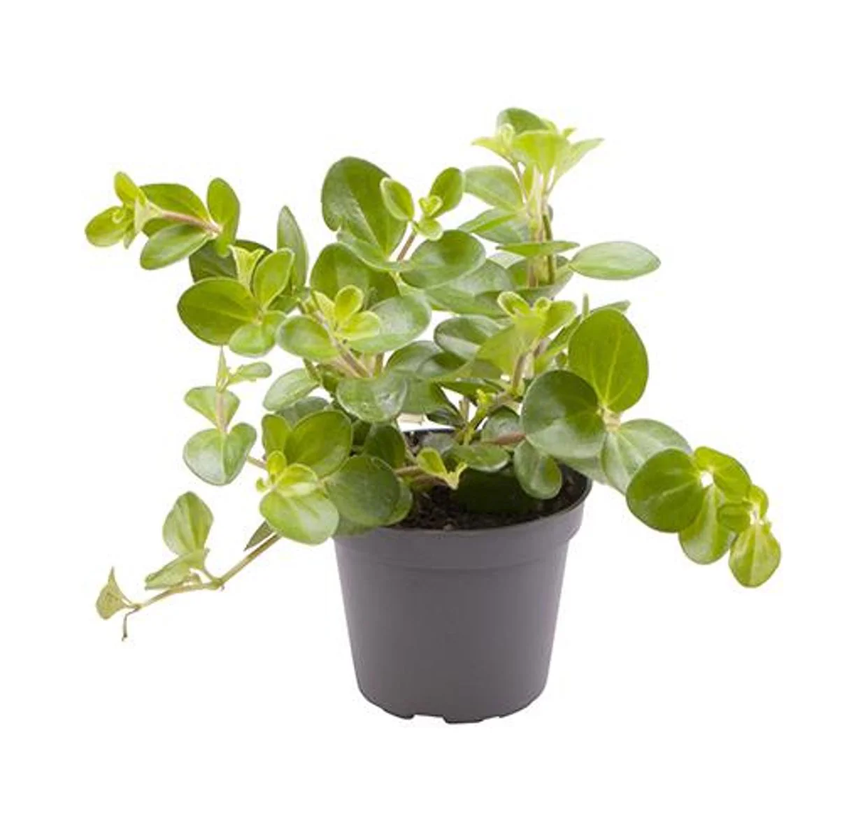 Planta Natural Peperomia Rotundifolia 1 Ud Ø 6 Alt. 10