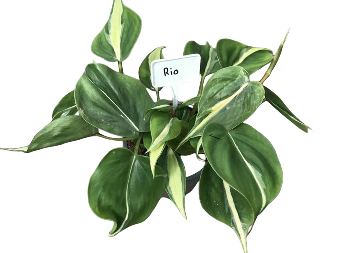 Planta Natural Philodendron Hederaceum 'rio' 1 Ud Ø 12 Alt. 20