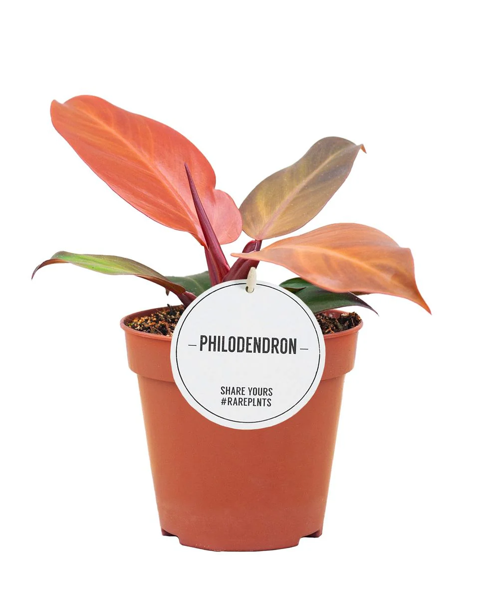 Planta Natural Philodendron 'mccolley's Finale' 1 Ud Ø 6 Alt. 15