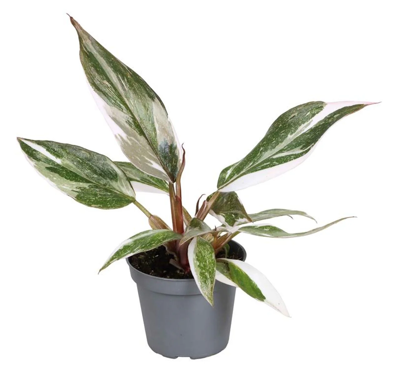 Planta Natural Philodendron 'red Anderson' 1 Ud Ø 6 Alt. 11