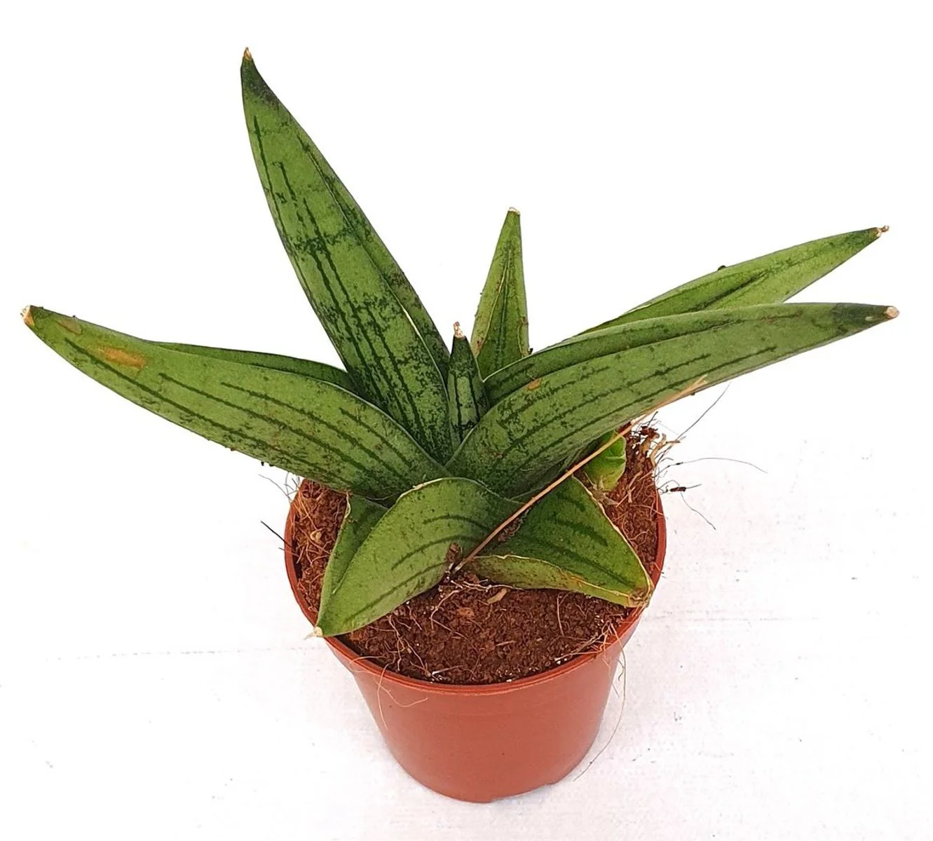 Planta Natural Sansevieria 'brave Guy' 1 Ud Ø 5.5 Alt. 13