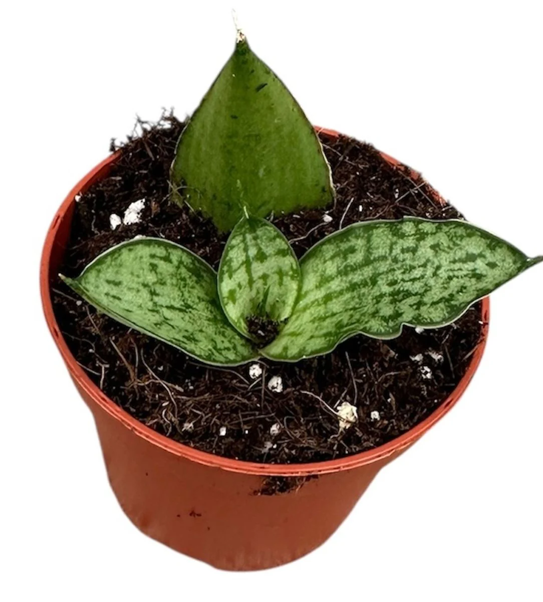 Planta Natural Sansevieria 'cinta' 1 Ud Ø 6 Alt. 5
