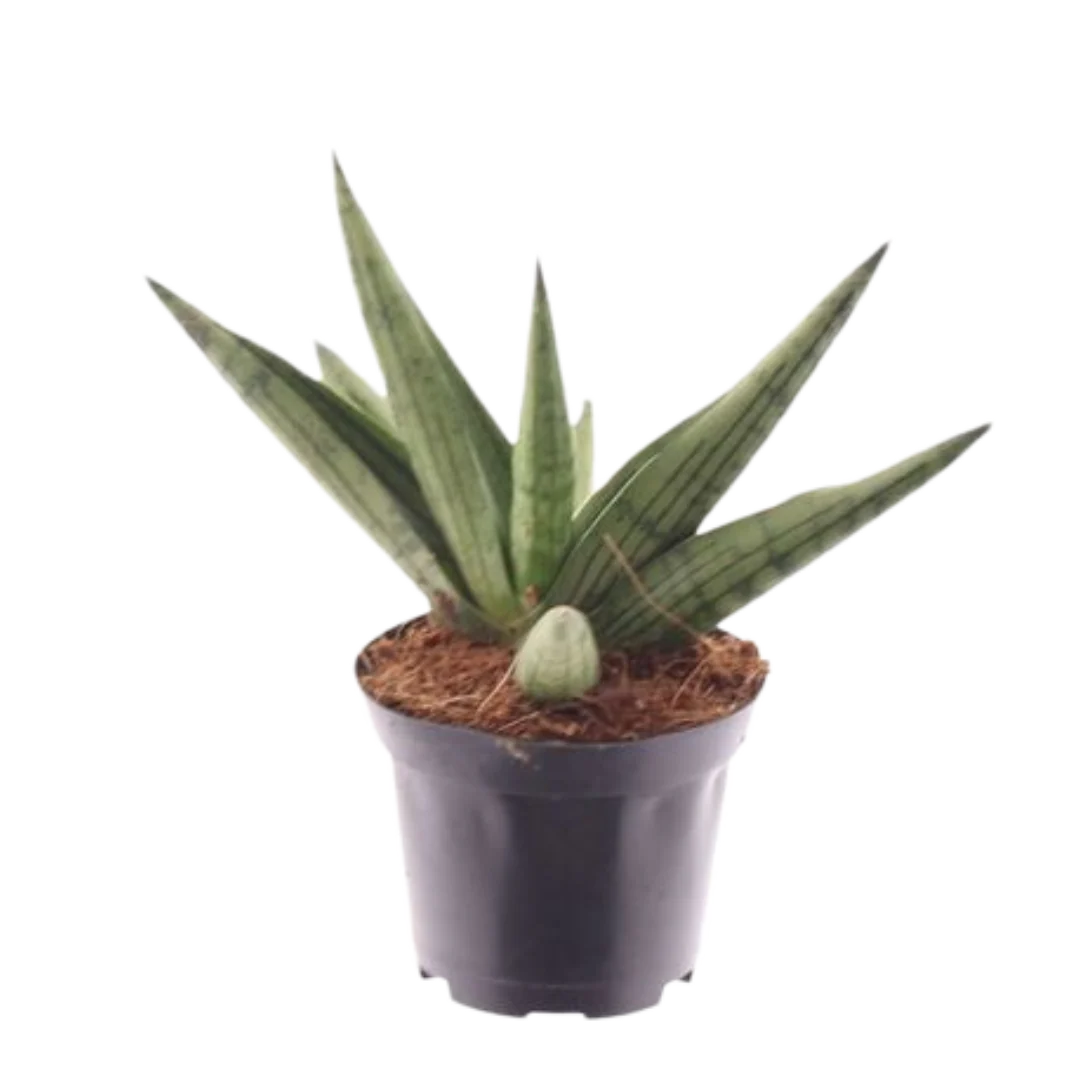 Planta Natural Sansevieria 'helios Dwarf' 1 Ud Ø 7 Alt. 20