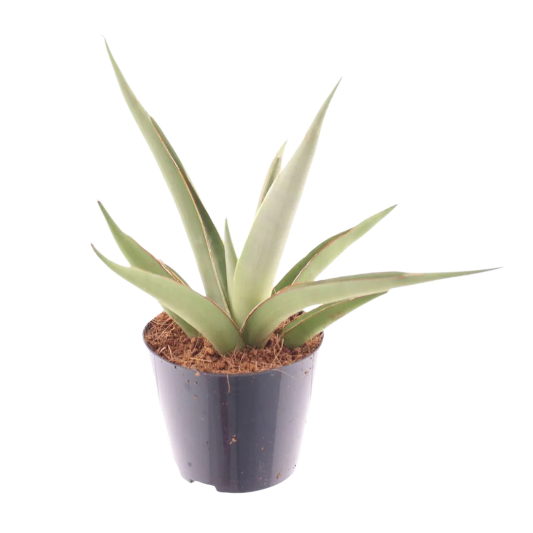 Planta Natural Sansevieria 'lotus' 1 Ud Ø 8.5 Alt. 15