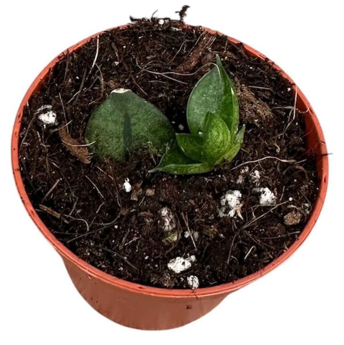 Planta Natural Sansevieria 'pyramid' 1 Ud Ø 6 Alt. 5