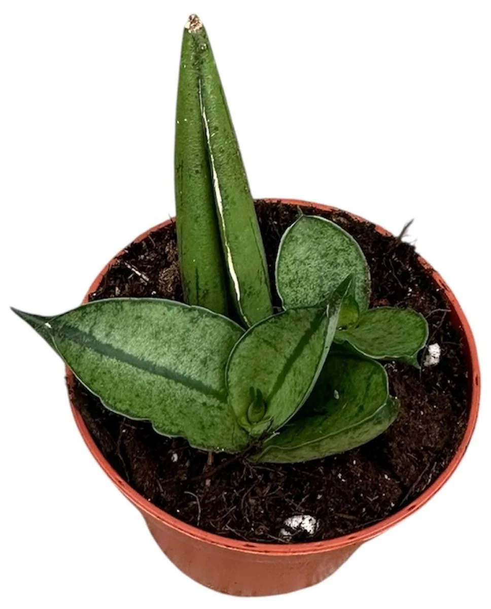 Planta Natural Sansevieria 'rookie' 1 Ud Ø 6 Alt. 5