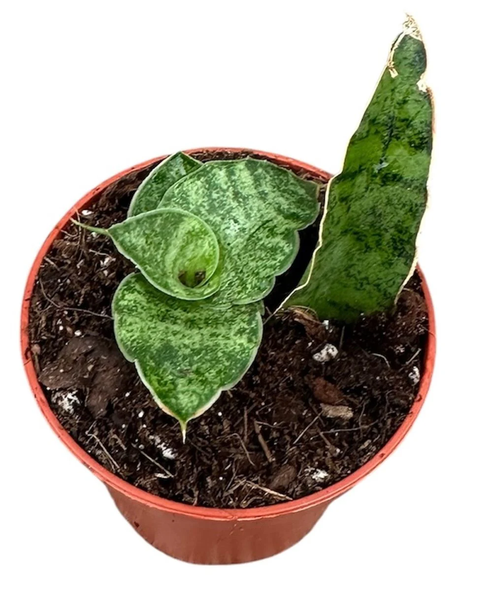 Planta Natural Sansevieria 'snowflake' 1 Ud Ø 6 Alt. 5