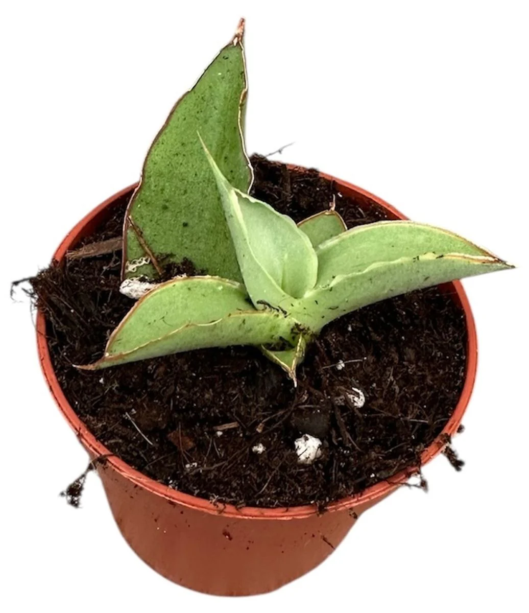 Planta Natural Sansevieria 'swan Dancer' 1 Ud Ø 6 Alt. 5
