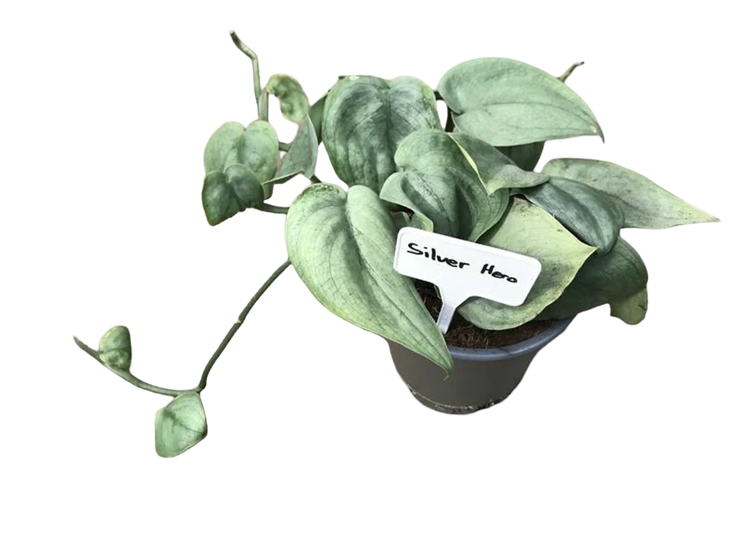 Planta Natural Scindapsus 'silver Hero' 1 Ud Ø 12 Alt. 20