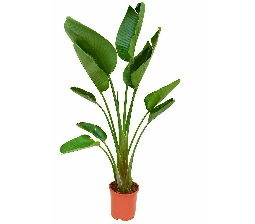 Planta Natural Strelitzia Augusta M24 100cm (ave Del Paraíso) Perfecta Para Interior Y Exterior