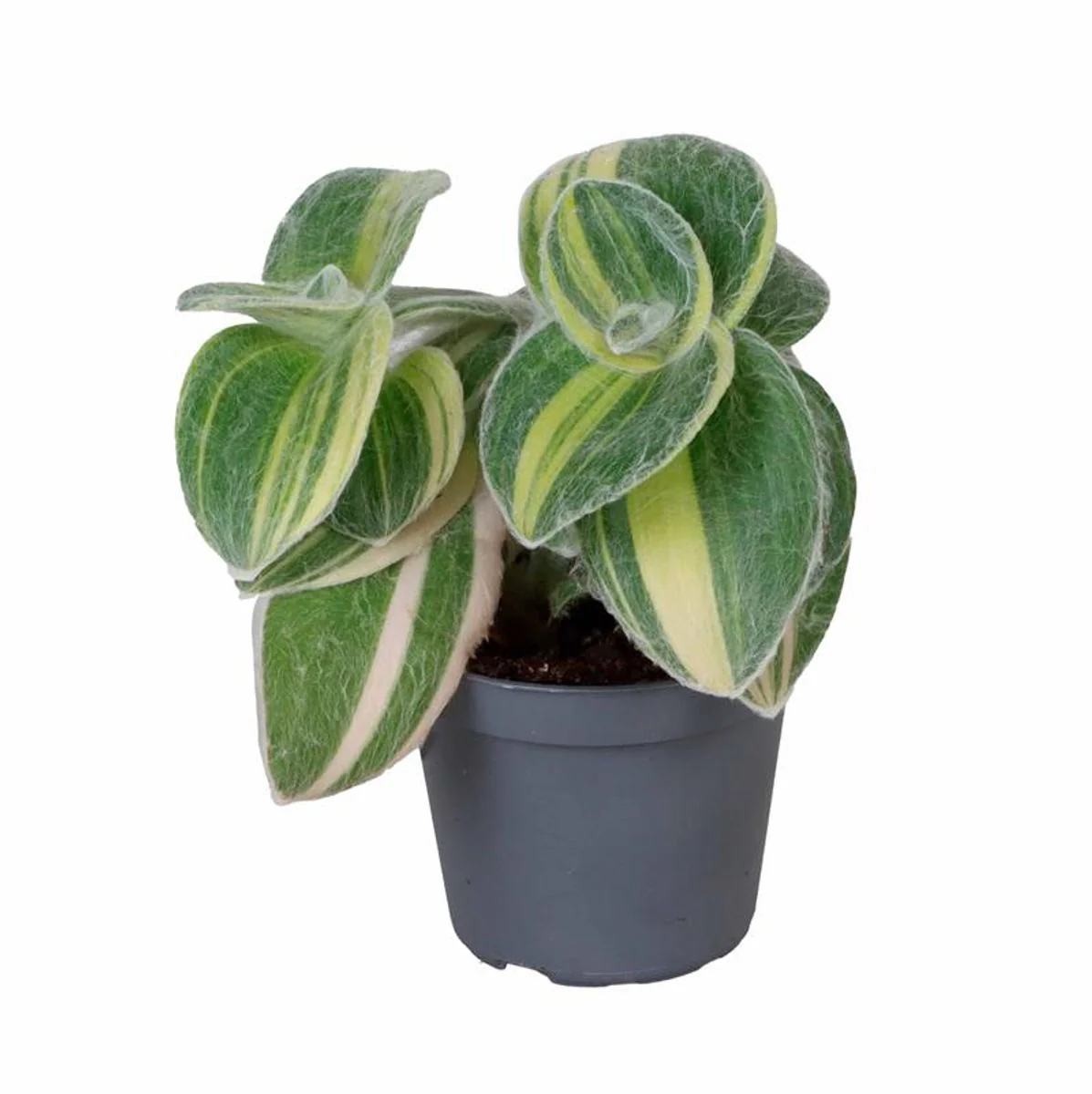 Planta Natural Tradescantia Sillamontana 'variegata' 1 Ud Ø 6 Alt. 10