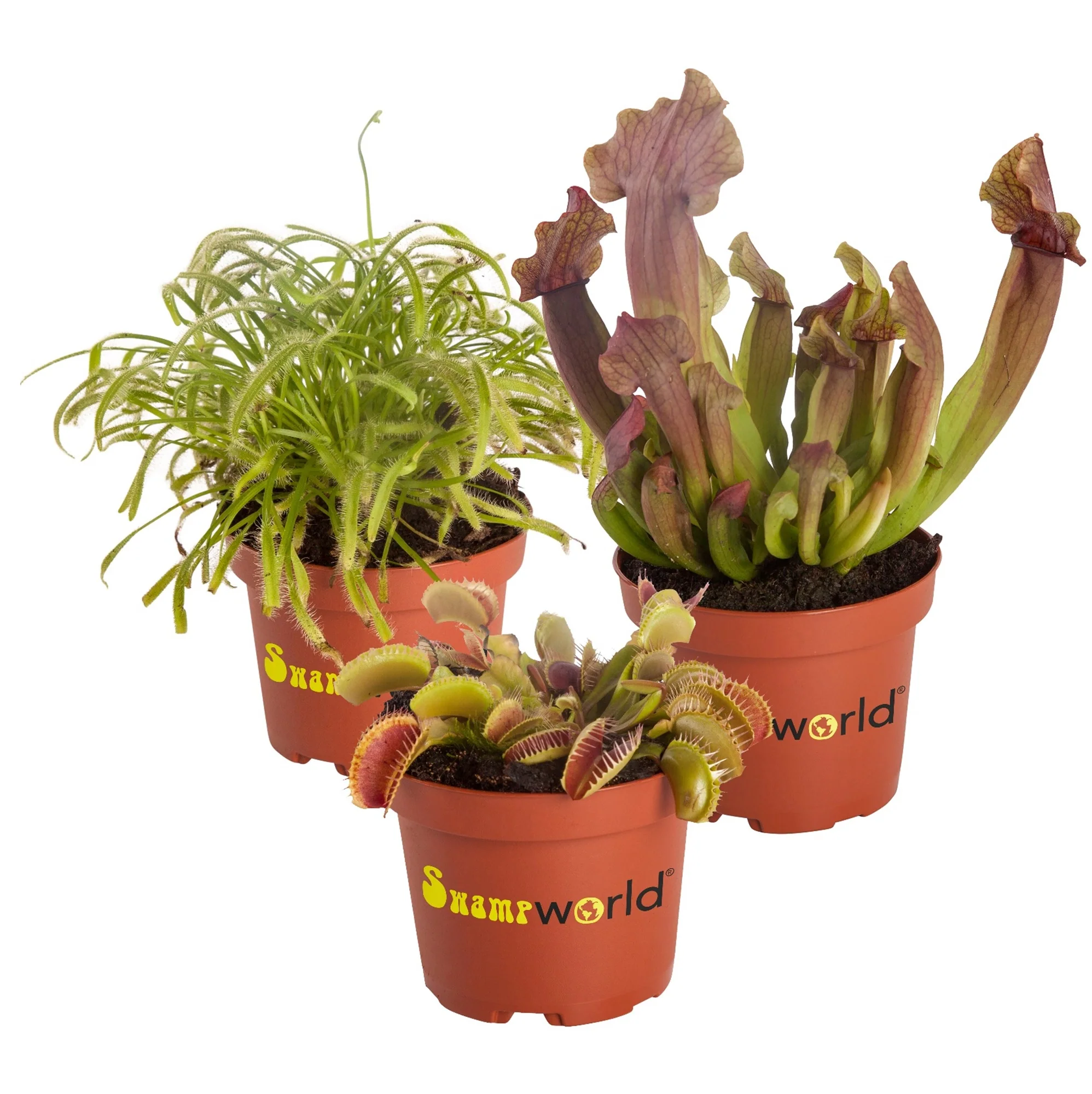 Plantas Carnívoras - 3 Unidades - Resistentes Al Frío Y Ecológicas