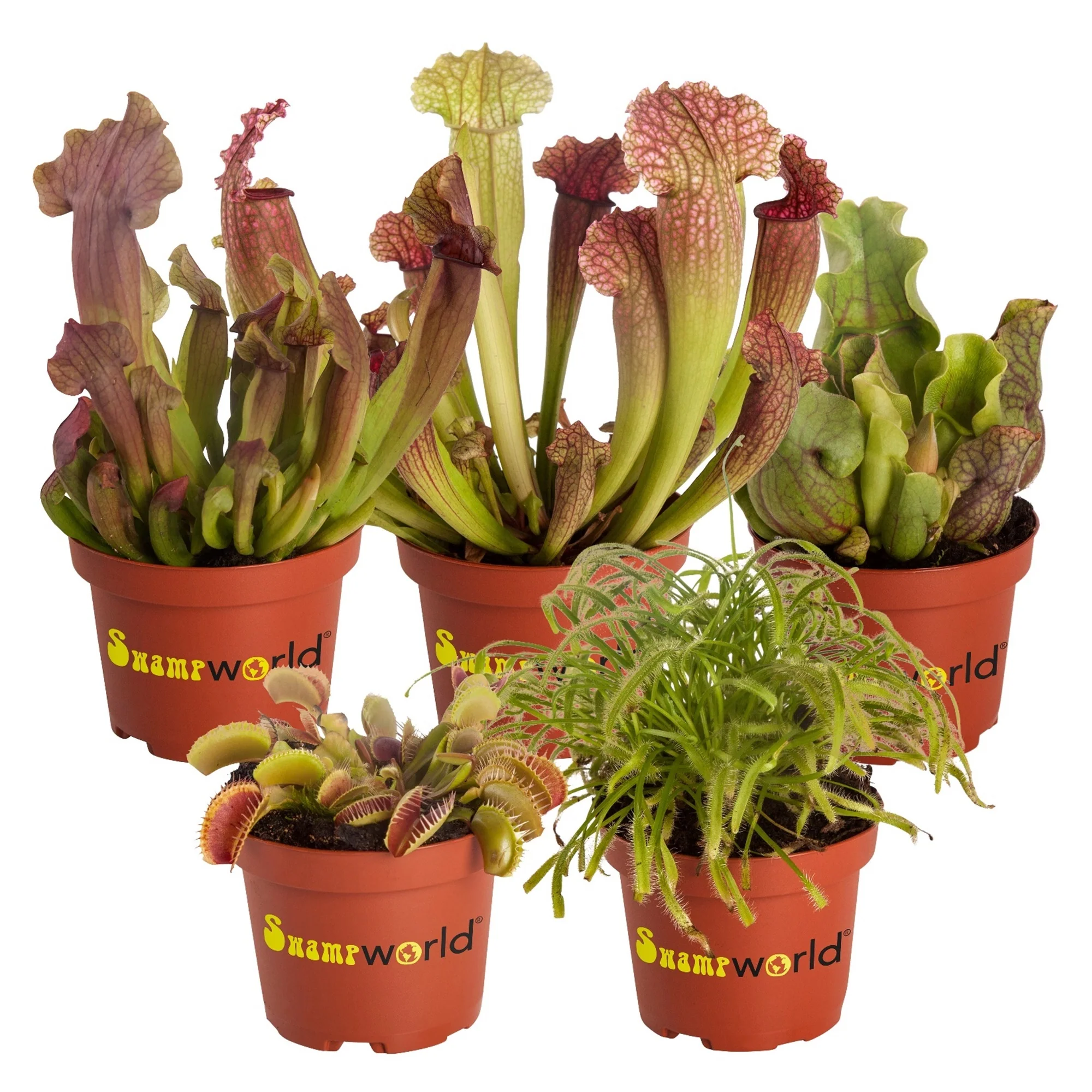 Plantas Carnívoras - 5 Unidades - Resistentes Al Frío Y Ecológicas