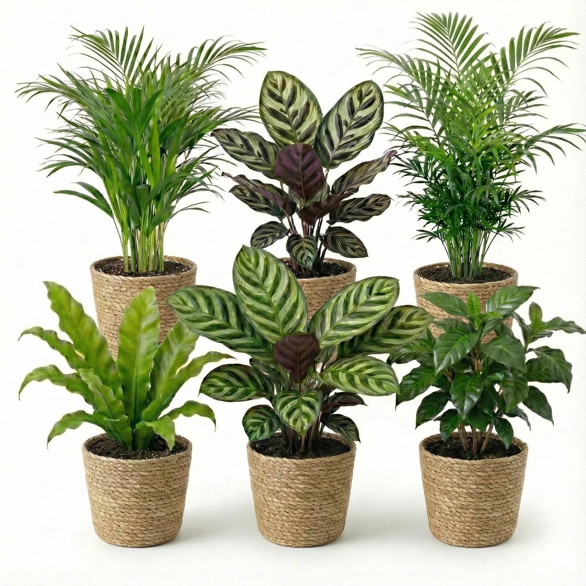 Plantas De Interior: 6 Unidades Con Maceta; Purificadoras Del Aire Y Fáciles De Cuidar
