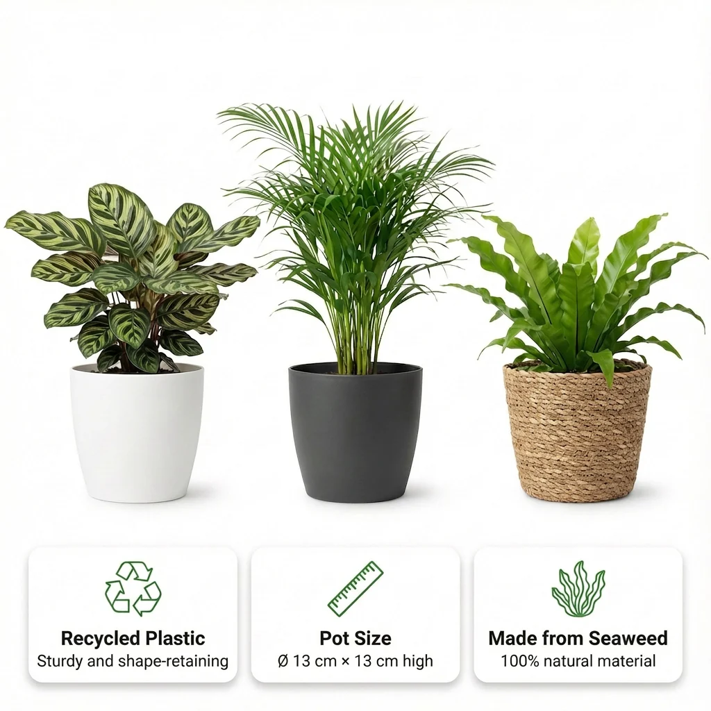 Plantas De Interior: 6 Unidades Con Maceta; Purificadoras Del Aire Y Fáciles De Cuidar - Image 3