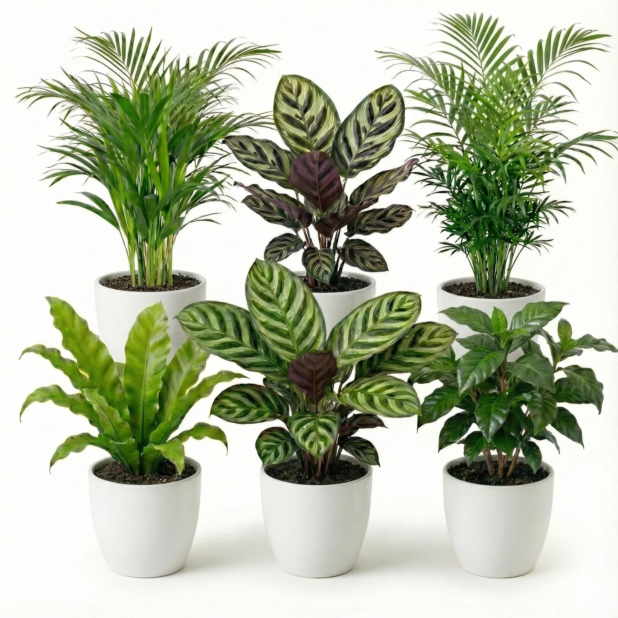 Plantas De Interior Purificadoras De Aire, 6 Unidades - Maceta Blanca - Ø 12 Cm