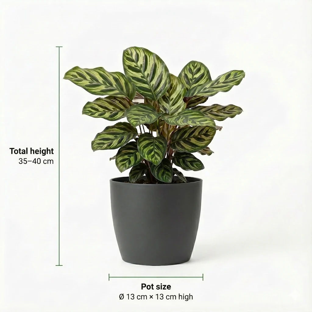 Plantas De Interior Purificadoras De Aire, 6 Unidades - Maceta Blanca - Ø 12 Cm - Image 4