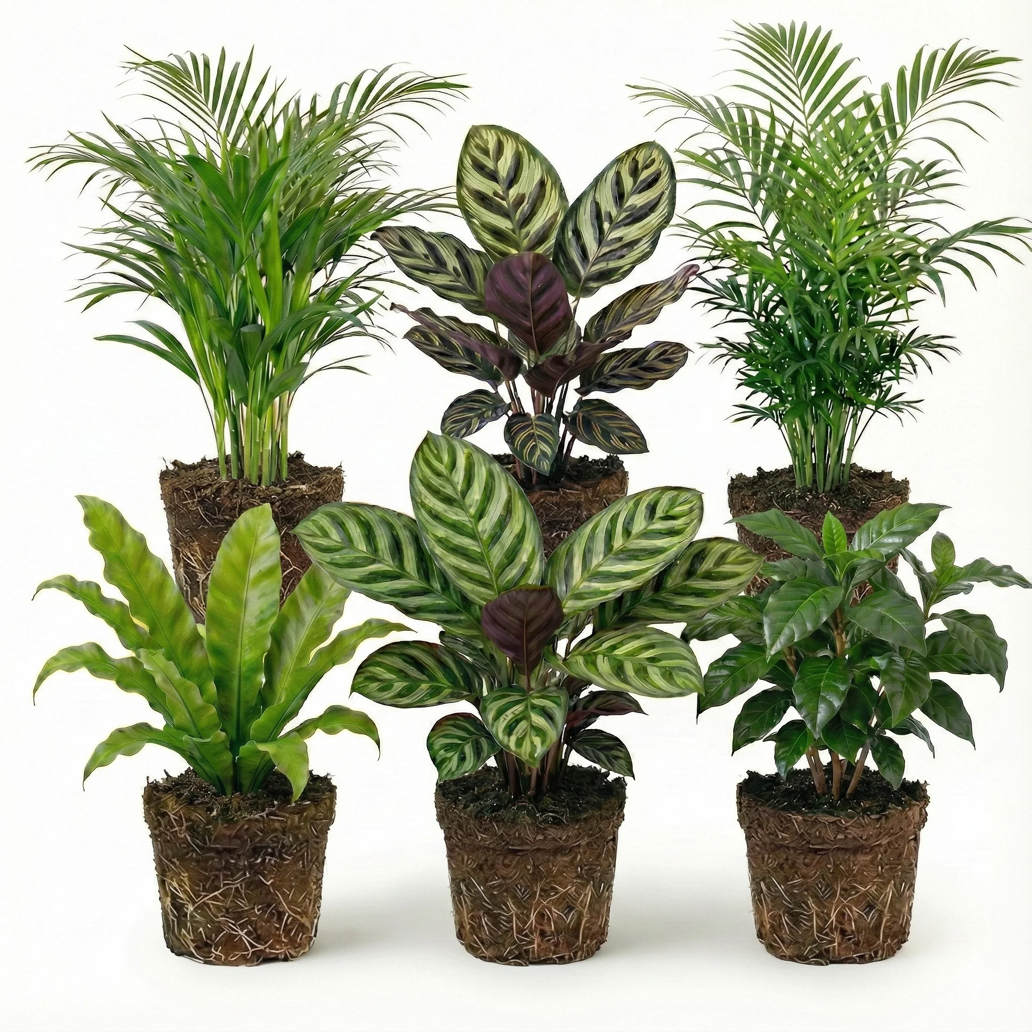Plantas De Interior Purificadoras De Aire - 6 Unidades - Ø12 Cm - 30-40 Cm