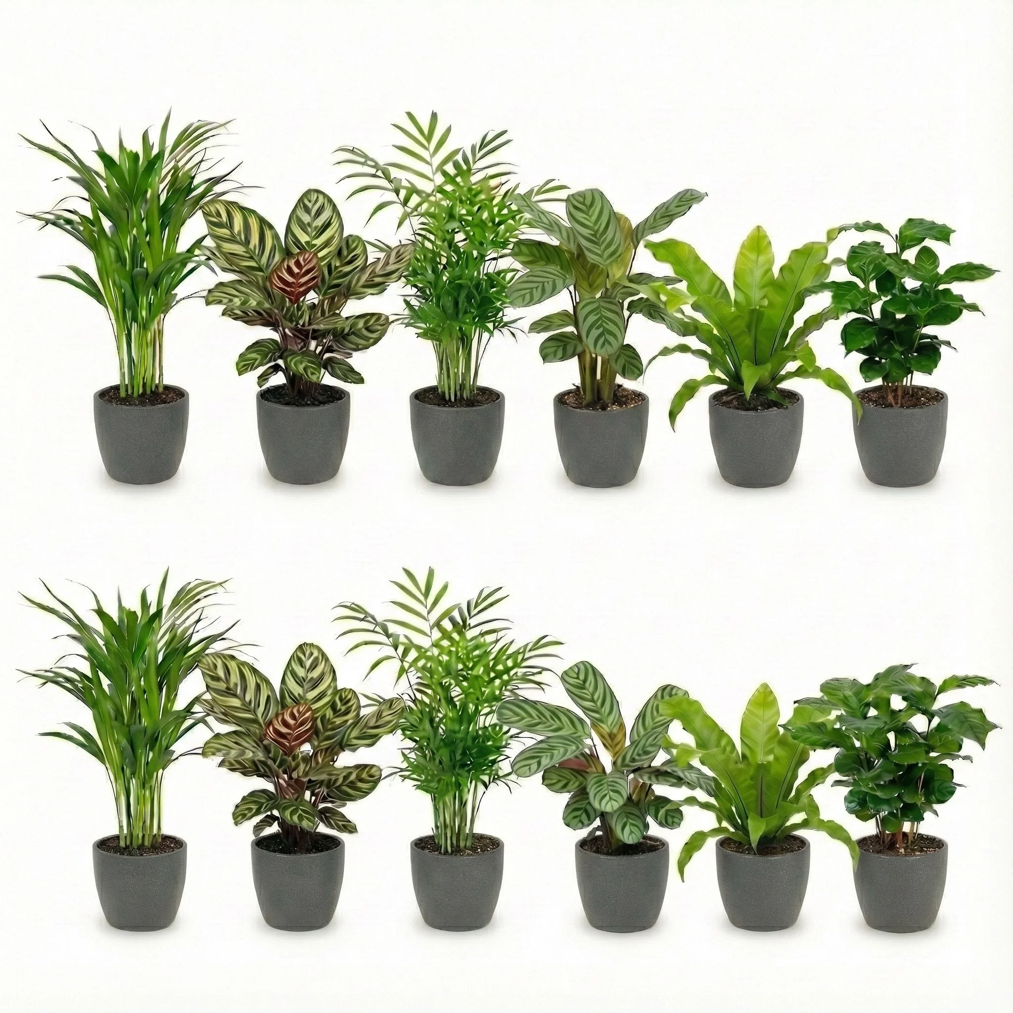 Plantas De Interior Purificadoras De Aire - Con Maceta Antracita - Set De 12 Unidades