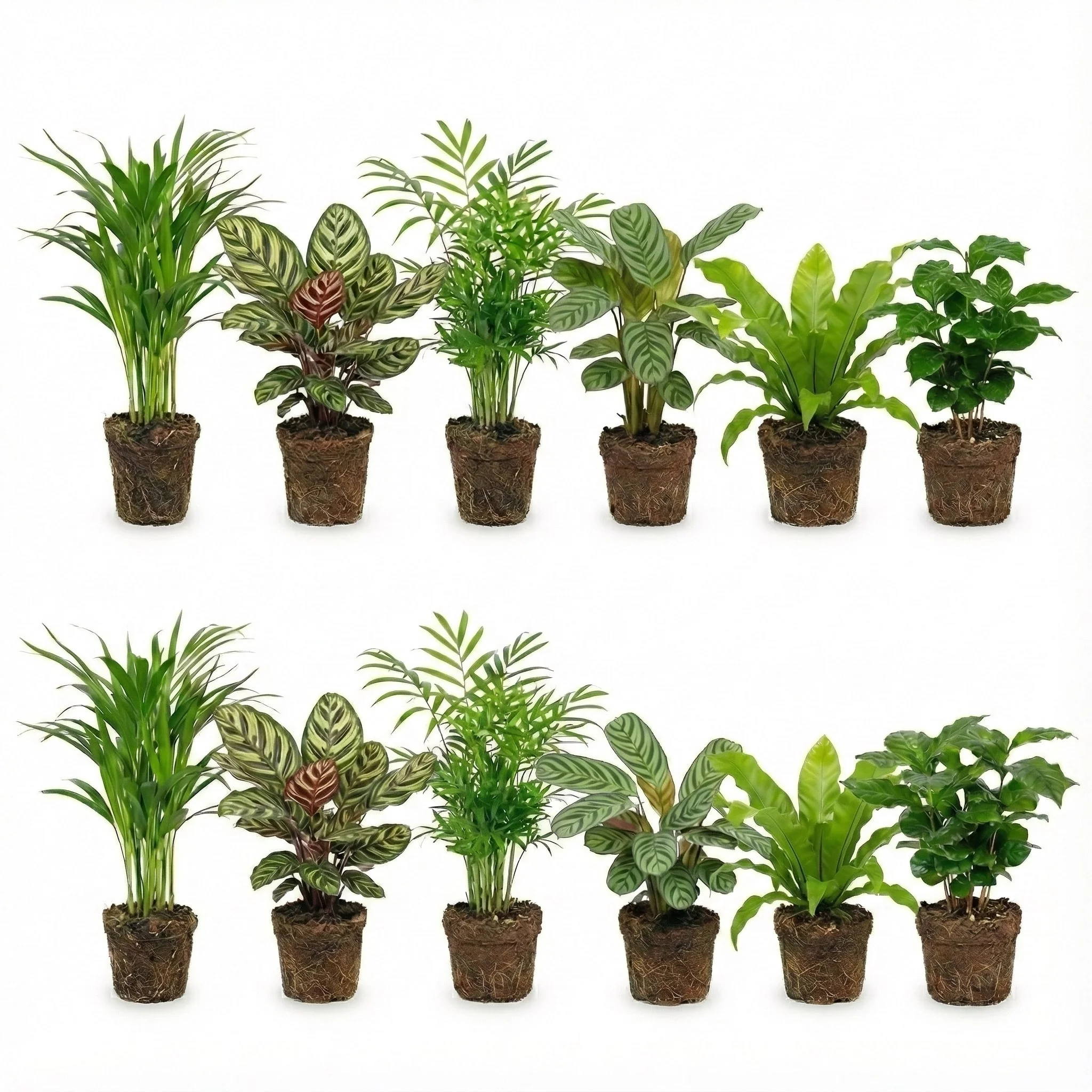 Plantas De Interior Purificadoras De Aire - Set De 12 Unidades