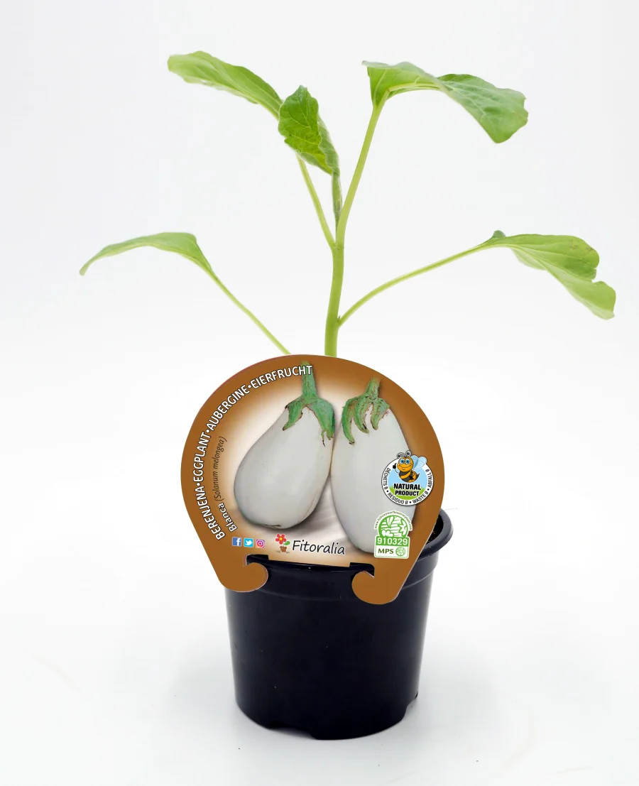 Plantón Berenjena Redonda Blanca En Maceta 10,5 Cm. Natural - Fitoralia