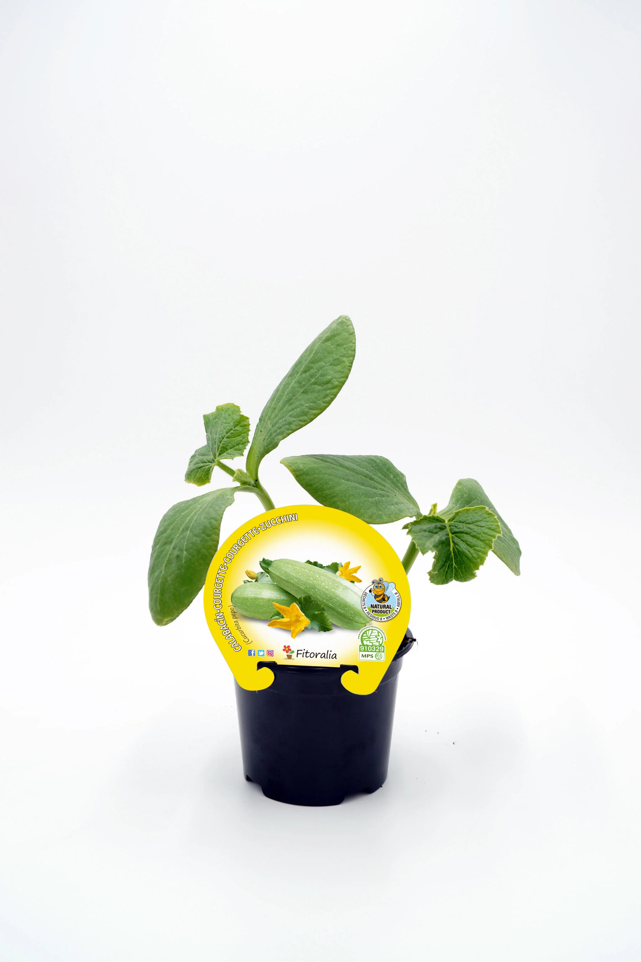 Plantón Calabacín Blanco En Maceta 10,5 Cm. Natural - Fitoralia