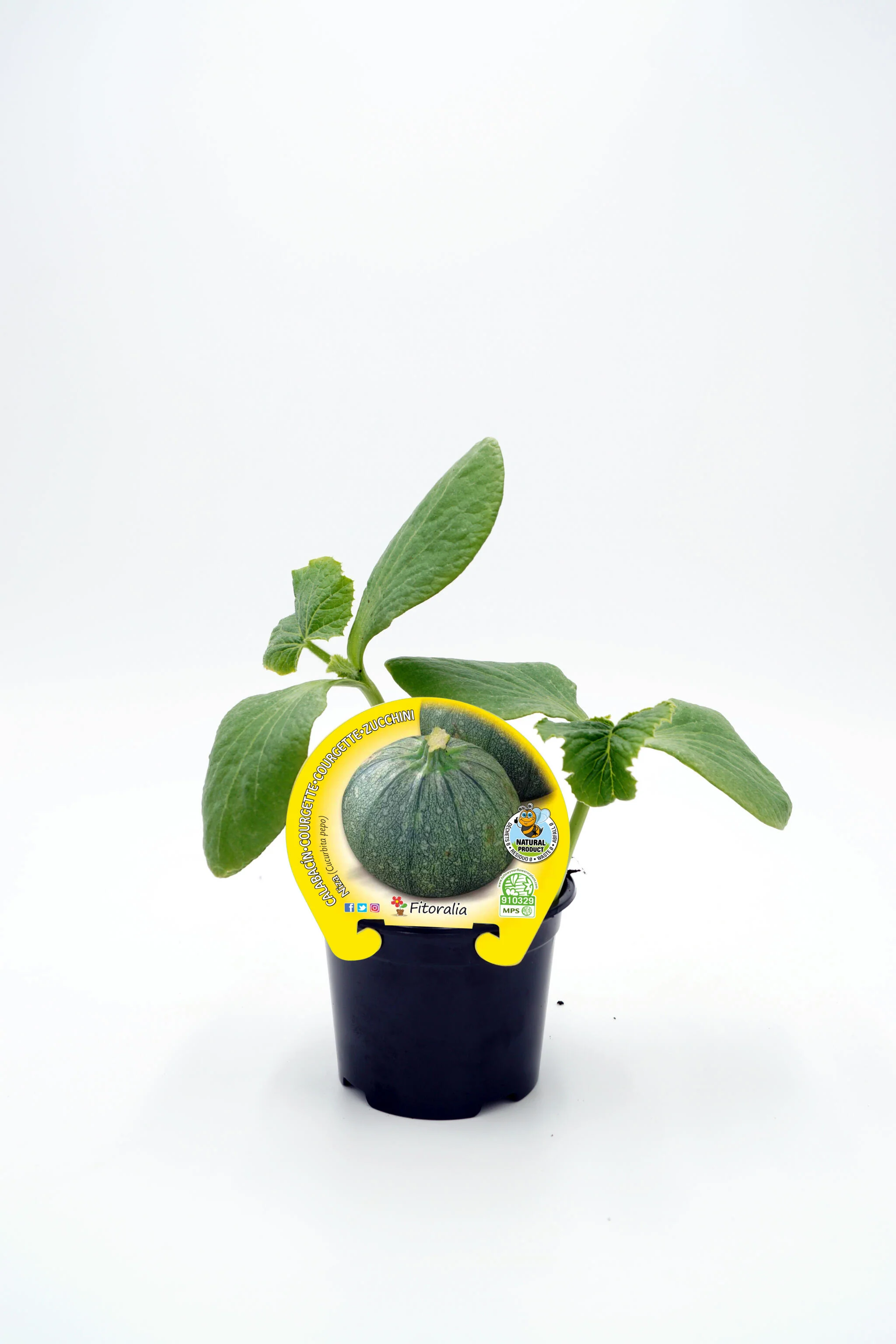 Plantón Calabacín Redondo Niza En Maceta 10,5 Cm. Natural - Fitoralia