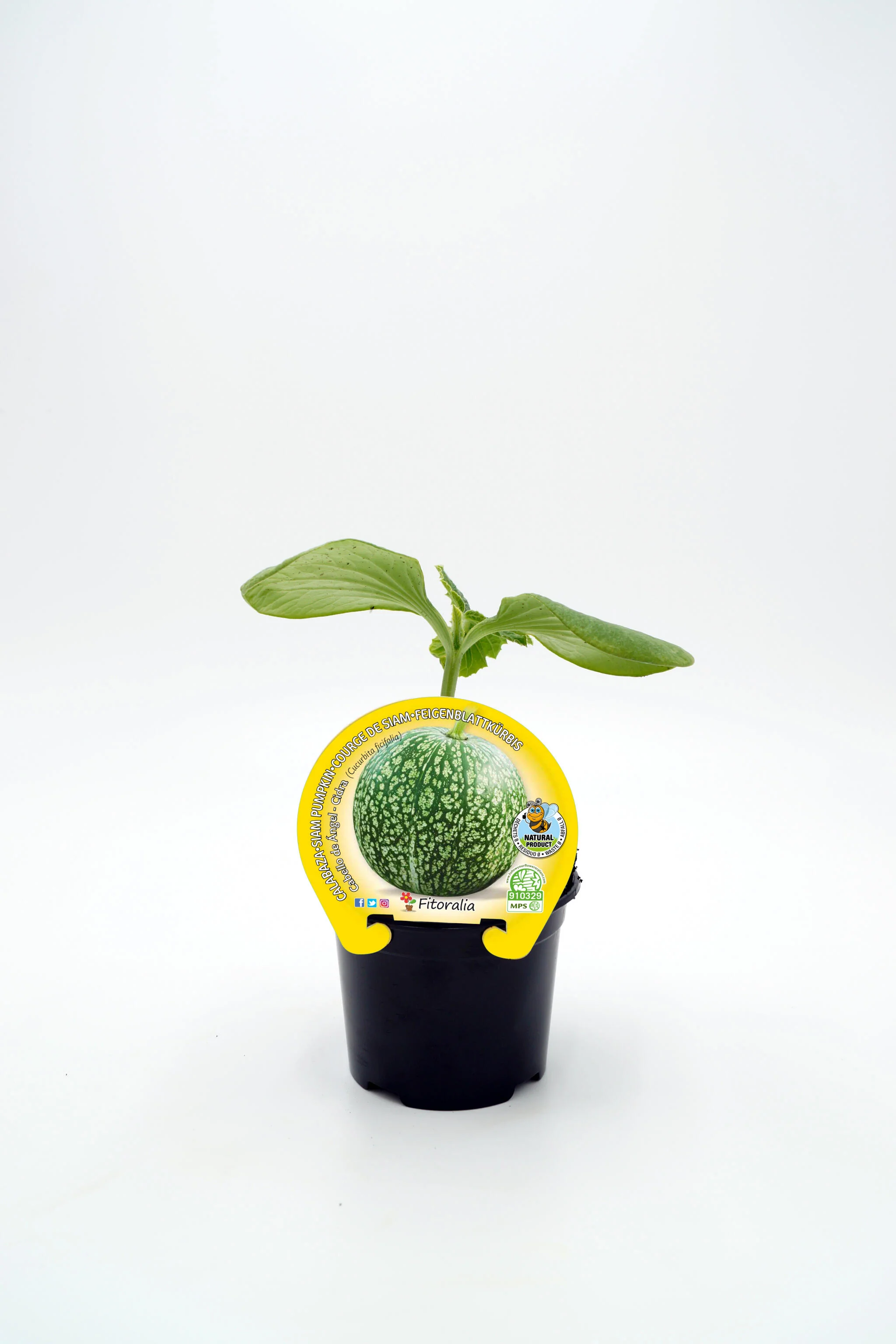 Plantón Calabaza Cabello De Ángel En Maceta 10,5 Cm. Natural- Fitoralia