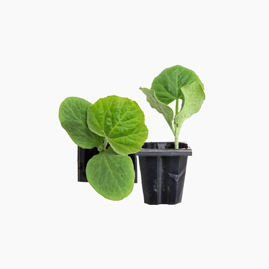 Plantón Calabaza Larga 2 Unidades - Plantabo