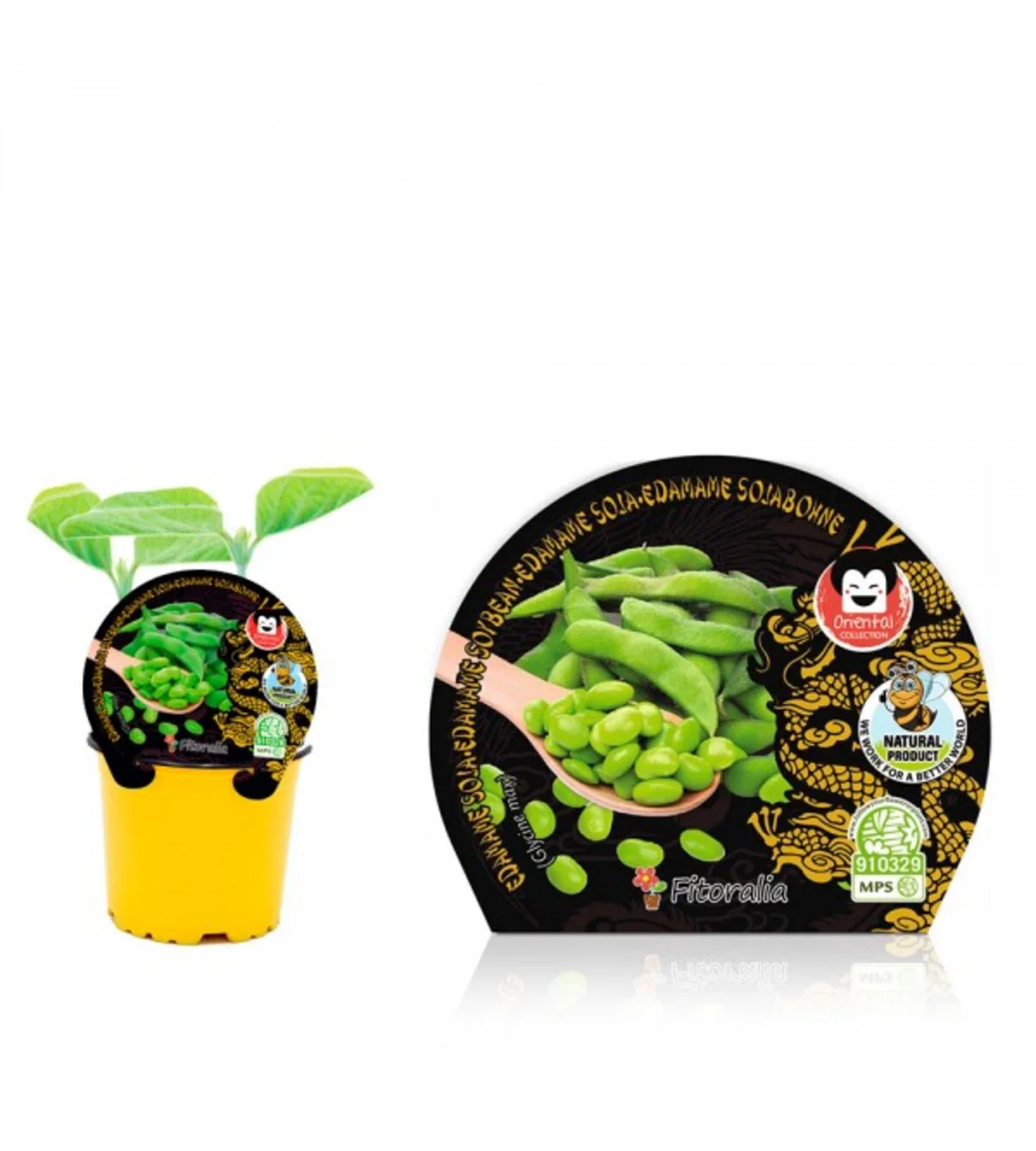 Plantón edamame soja en maceta 10,5 cm. natural - Fitoralia