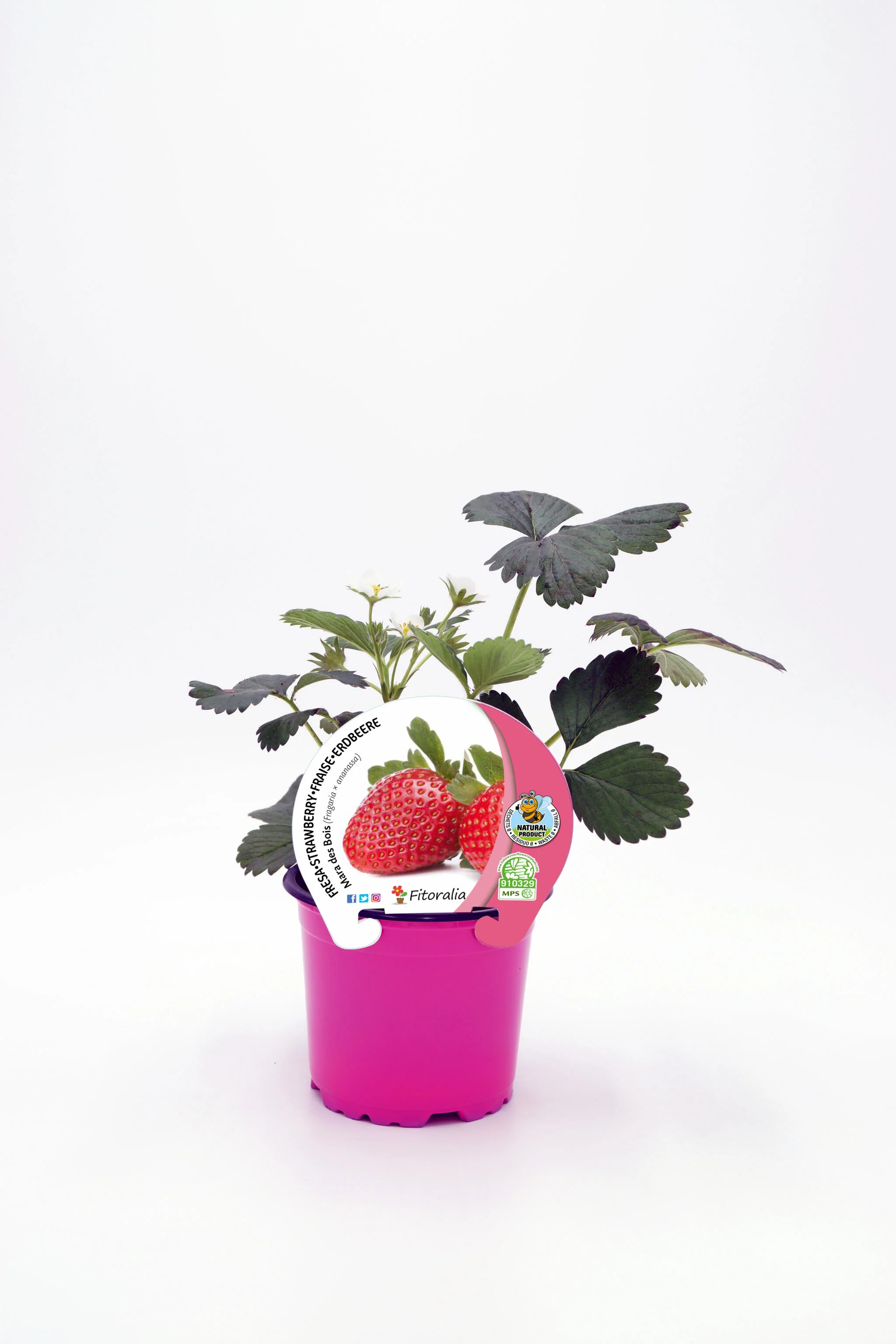 Plantón Fresa Mara Des Bois En Maceta 10,5 Cm. Natural - Fitoralia