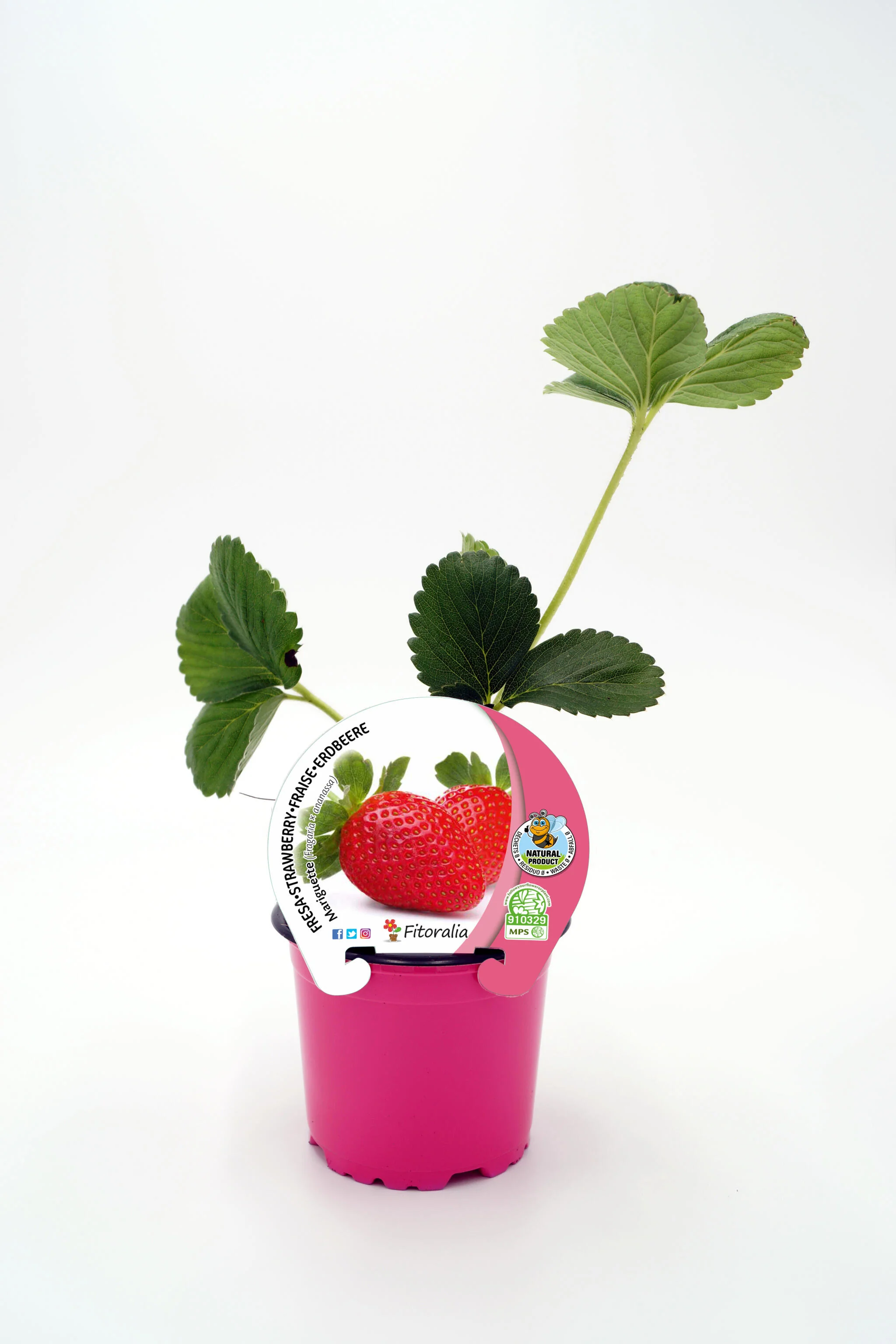 Plantón Fresa Mariguette En Maceta 10,5 Cm. Natural - Fitoralia