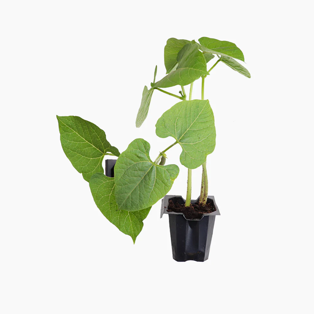 Plantón Judía Plana De Mata Alta 4 Unidades - Plantabo