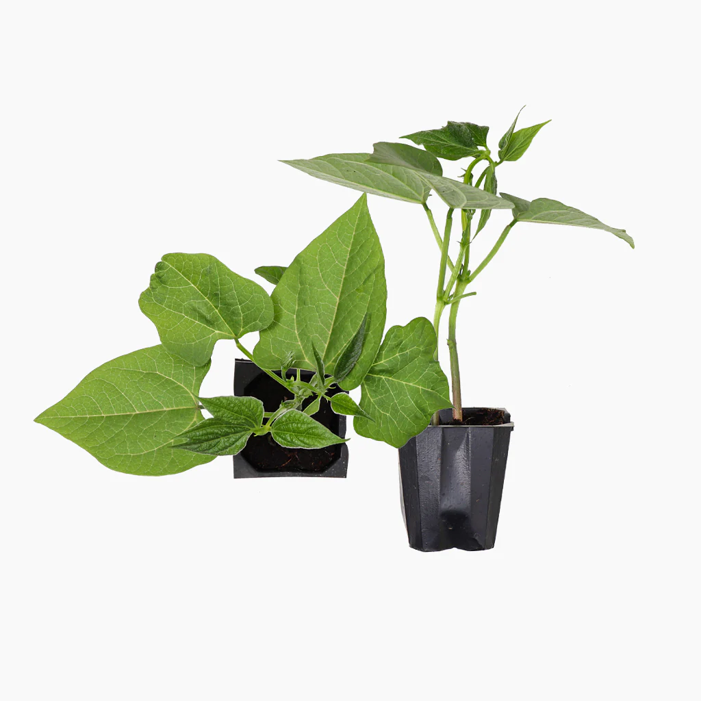 Plantón Judía Redonda De Mata Baja 4 Unidades - Plantabo