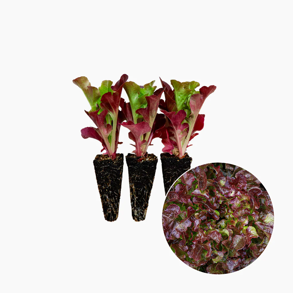 Plantón Lechuga Hoja De Roble Roja 3 Unidades - PlantaBo