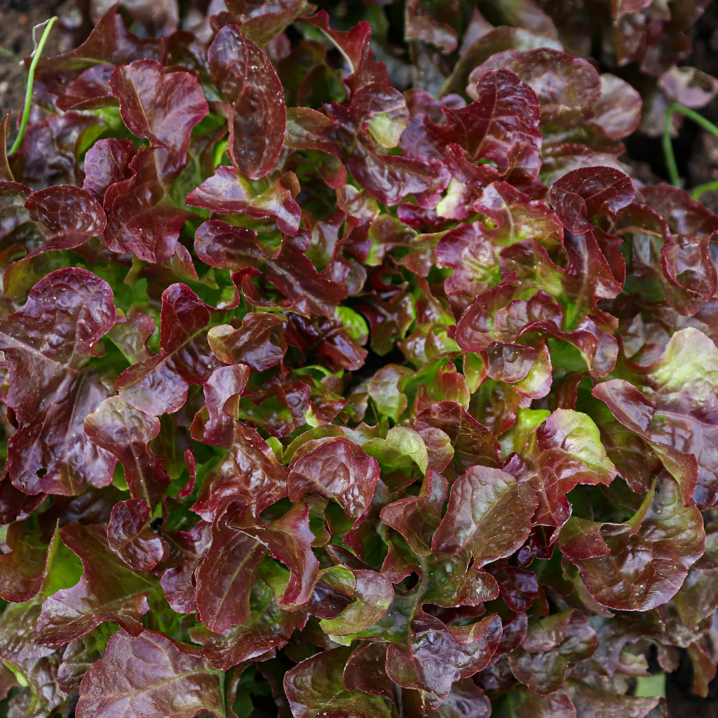 Plantón Lechuga Hoja De Roble Roja 3 Unidades - PlantaBo - Image 2