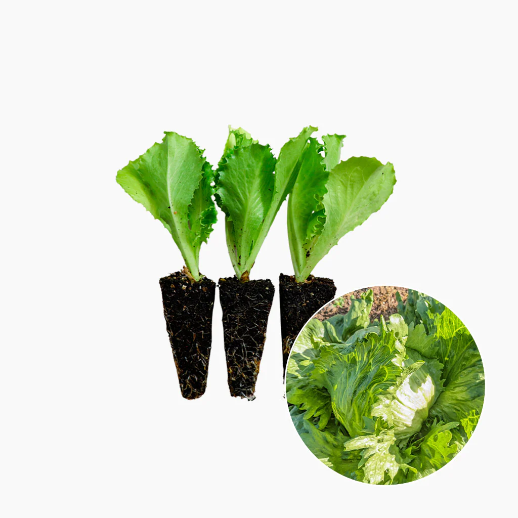 Plantón Lechuga Iceberg 10 Unidades - PlantaBo